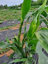 팜모닝 옥수수·병해충상담 게시글 이미지