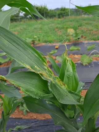 보헤미안님의 옥수수 · 병해충상담 작성글 사진