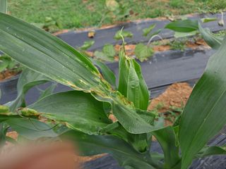 보헤미안님의 옥수수 · 병해충상담 작성글 사진