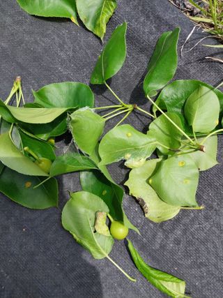 아가베님의 배 · 병해충상담 작성글 사진