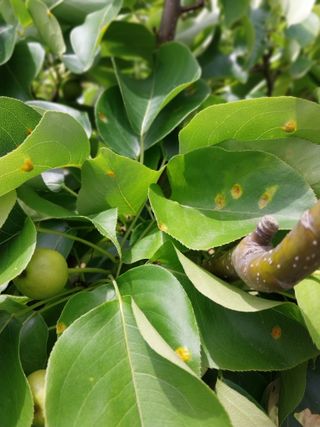 아가베님의 배 · 병해충상담 작성글 사진