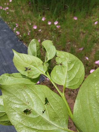 아가베님의 배 · 병해충상담 작성글 사진
