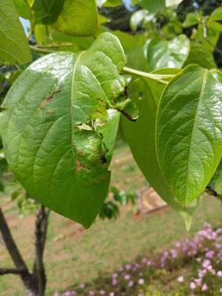 아가베님의 배 · 병해충상담 작성글 사진