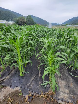 우영옥님의 자유주제 · 자유게시판 작성글 사진