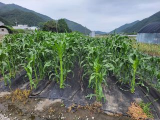 우영옥님의 자유주제 · 자유게시판 작성글 사진