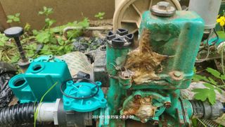 꿈사랑님의 파 · 영농일지 작성글 사진