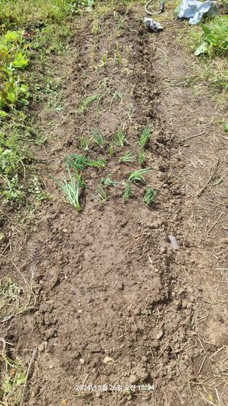 꿈사랑님의 파 · 영농일지 작성글 사진