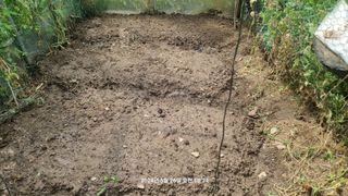 꿈사랑님의 파 · 영농일지 작성글 사진