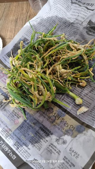 꿈사랑님의 파 · 영농일지 작성글 사진