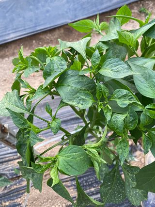 갈풍리님의 기타작물 · 병해충상담 작성글 사진