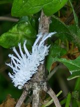 팜모닝 고추·병해충상담 게시글 이미지