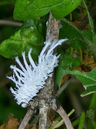 이동호님의 고추 · 병해충상담 작성글 사진