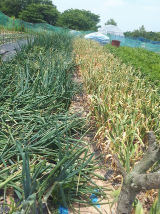 순자님의 올해 방제 어떻게 하셨나요? · 참여글 작성글 사진