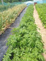 팜모닝 올해 방제 어떻게 하셨나요?·참여글 게시글 이미지