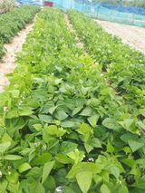 팜모닝 올해 방제 어떻게 하셨나요?·참여글 게시글 이미지