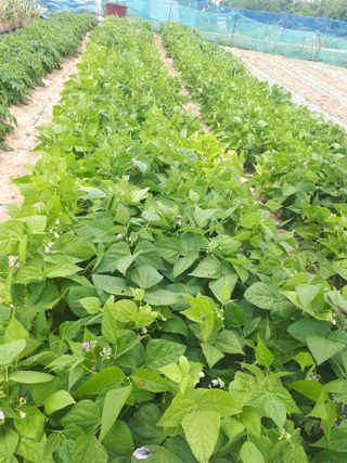 순자님의 올해 방제 어떻게 하셨나요? · 참여글 작성글 사진