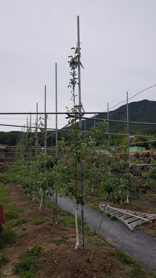 지리산애플자연농원님의 올해 방제 어떻게 하셨나요? · 참여글 작성글 사진