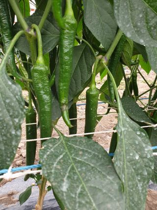 희야 네 레디향님의 고추 · 병해충상담 작성글 사진