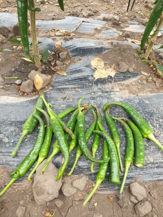 희야 네 레디향님의 고추 · 병해충상담 작성글 사진