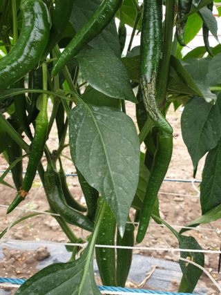 희야 네 레디향님의 고추 · 병해충상담 작성글 사진