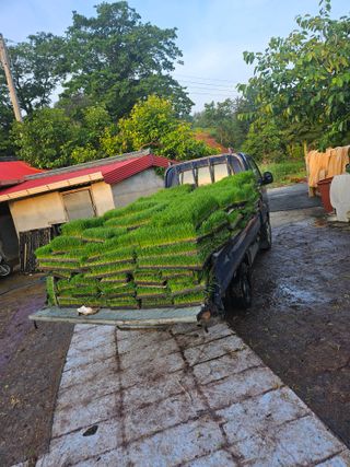 땅끝해남님의 벼 · 영농일지 작성글 사진