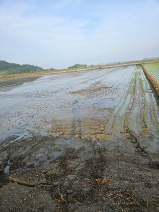 땅끝해남님의 벼 · 영농일지 작성글 사진