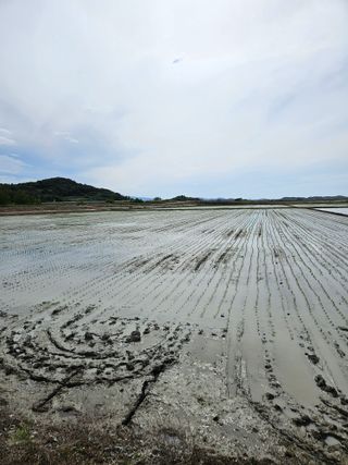 땅끝해남님의 벼 · 영농일지 작성글 사진