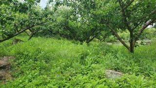 다온아띠농원 장현호님의 자유주제 · 자유게시판 작성글 사진