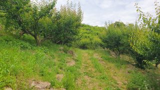 다온아띠농원 장현호님의 자유주제 · 자유게시판 작성글 사진