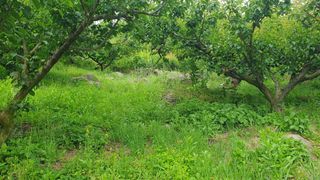 다온아띠농원 장현호님의 자유주제 · 자유게시판 작성글 사진