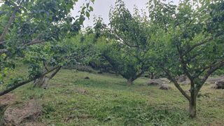 다온아띠농원 장현호님의 자유주제 · 자유게시판 작성글 사진