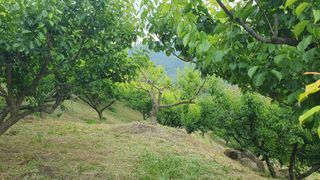 다온아띠농원 장현호님의 자유주제 · 자유게시판 작성글 사진