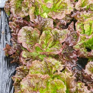 프롬밭님의 상추 · 병해충상담 작성글 사진