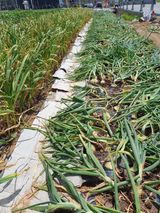 팜모닝 자유주제·자유게시판 게시글 이미지