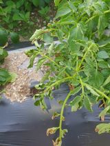 팜모닝 감자·병해충상담 게시글 이미지