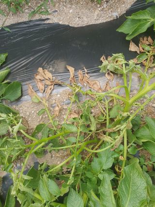 무 하님의 감자 · 병해충상담 작성글 사진