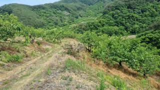 김현필님의 감 · 자유게시판 작성글 사진