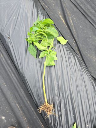 두릅나무7980님의 농사, 무엇이든 물어보세요! · 참여글 작성글 사진