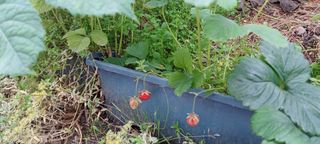 보령 게으른농부님의 자유주제 · 자유게시판 작성글 사진