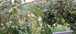 보령 게으른농부님의 자유주제 · 자유게시판 작성글 사진