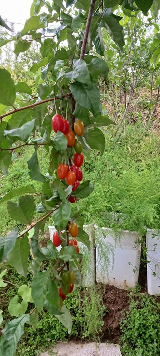 보령 게으른농부님의 자유주제 · 자유게시판 작성글 사진