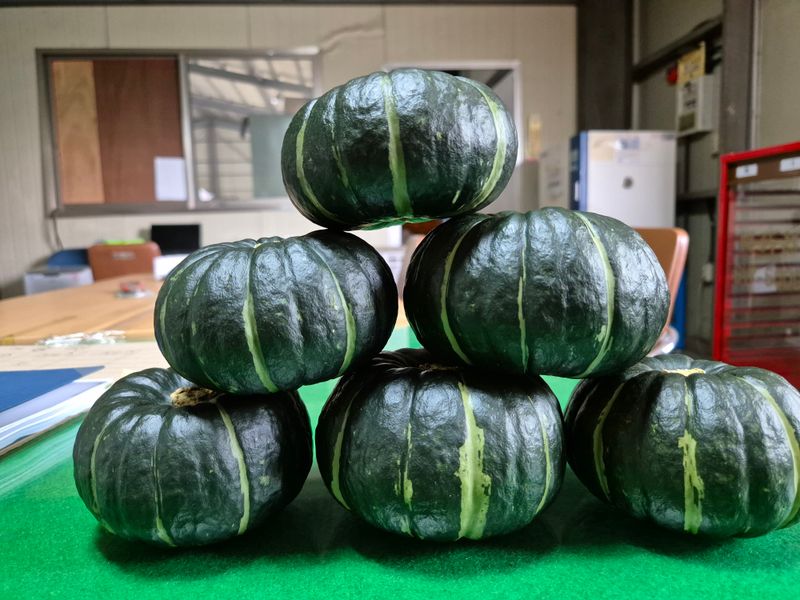 이일균님의 장터 판매 상품 [미니단호박3kg] 첨부 사진