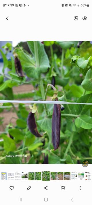 정찬영님의 콩 · 영농일지 작성글 사진