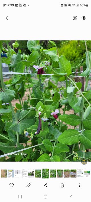 정찬영님의 콩 · 영농일지 작성글 사진