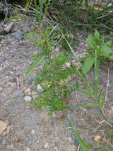 팜모닝 기타작물·영농일지 게시글 이미지