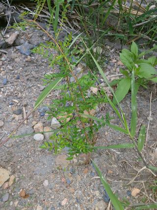 이상돈님의 기타작물 · 영농일지 작성글 사진