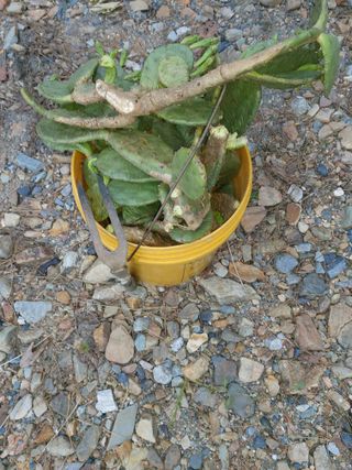 이상돈님의 기타작물 · 영농일지 작성글 사진