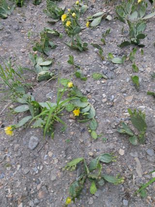 이상돈님의 기타작물 · 영농일지 작성글 사진