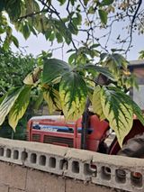 팜모닝 자유주제·자유게시판 게시글 이미지