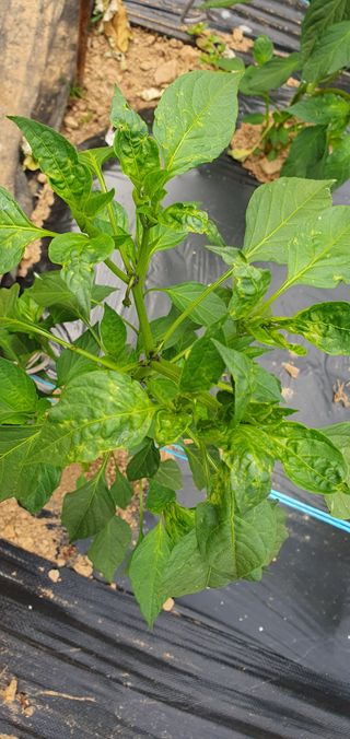 팜모닝회원 성주 님의 자유주제 · 자유게시판 작성글 사진